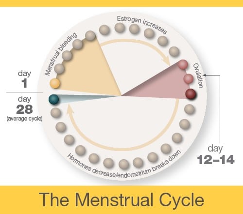 About Menstruation