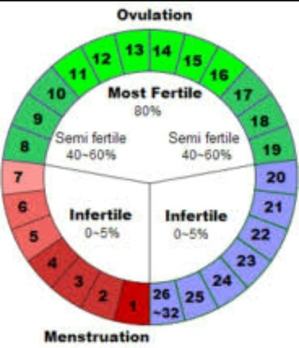 Chances Of Getting Pregnant Day After Period