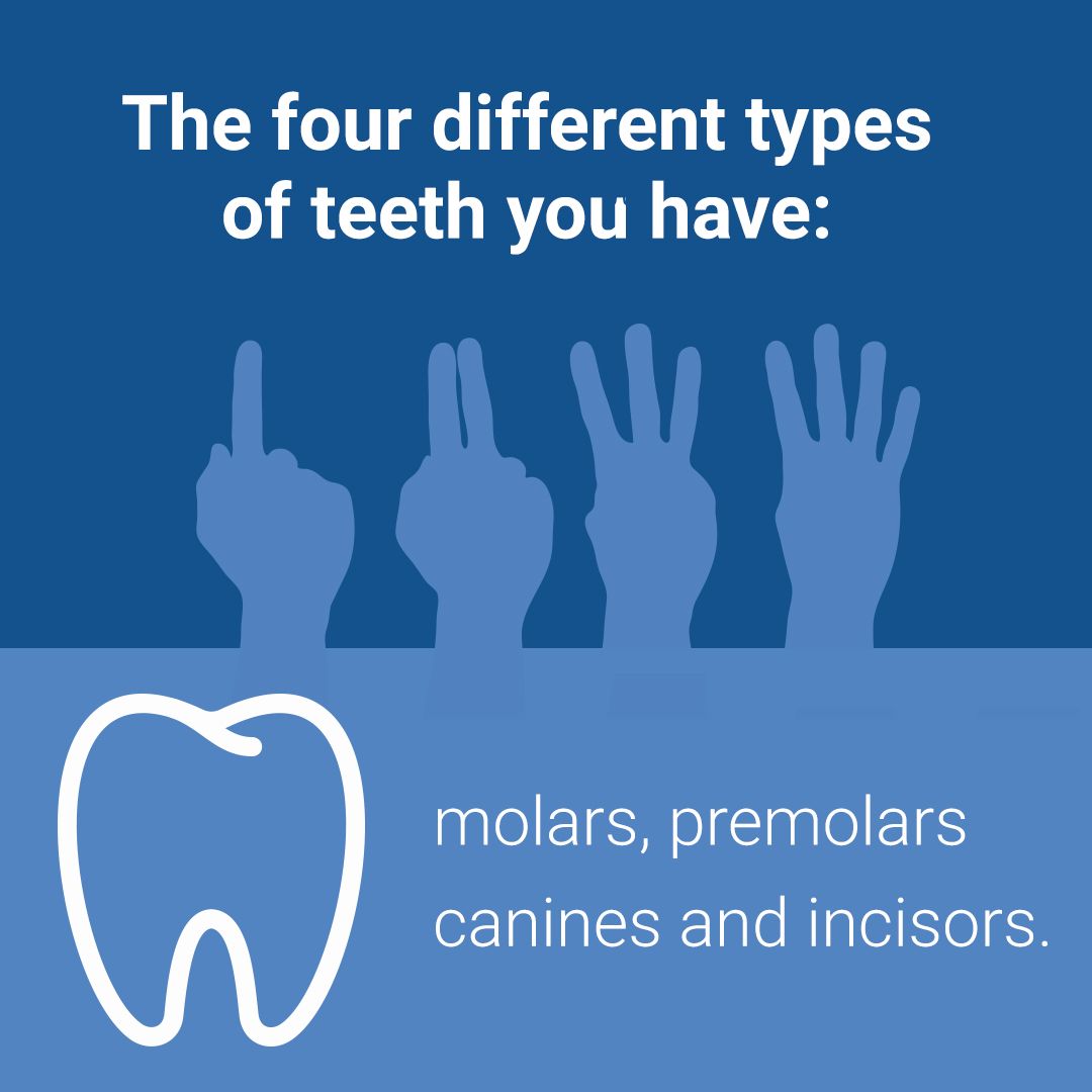 #Dental #OralHealth #teeth #molar #premolars #canines #incisors # ...