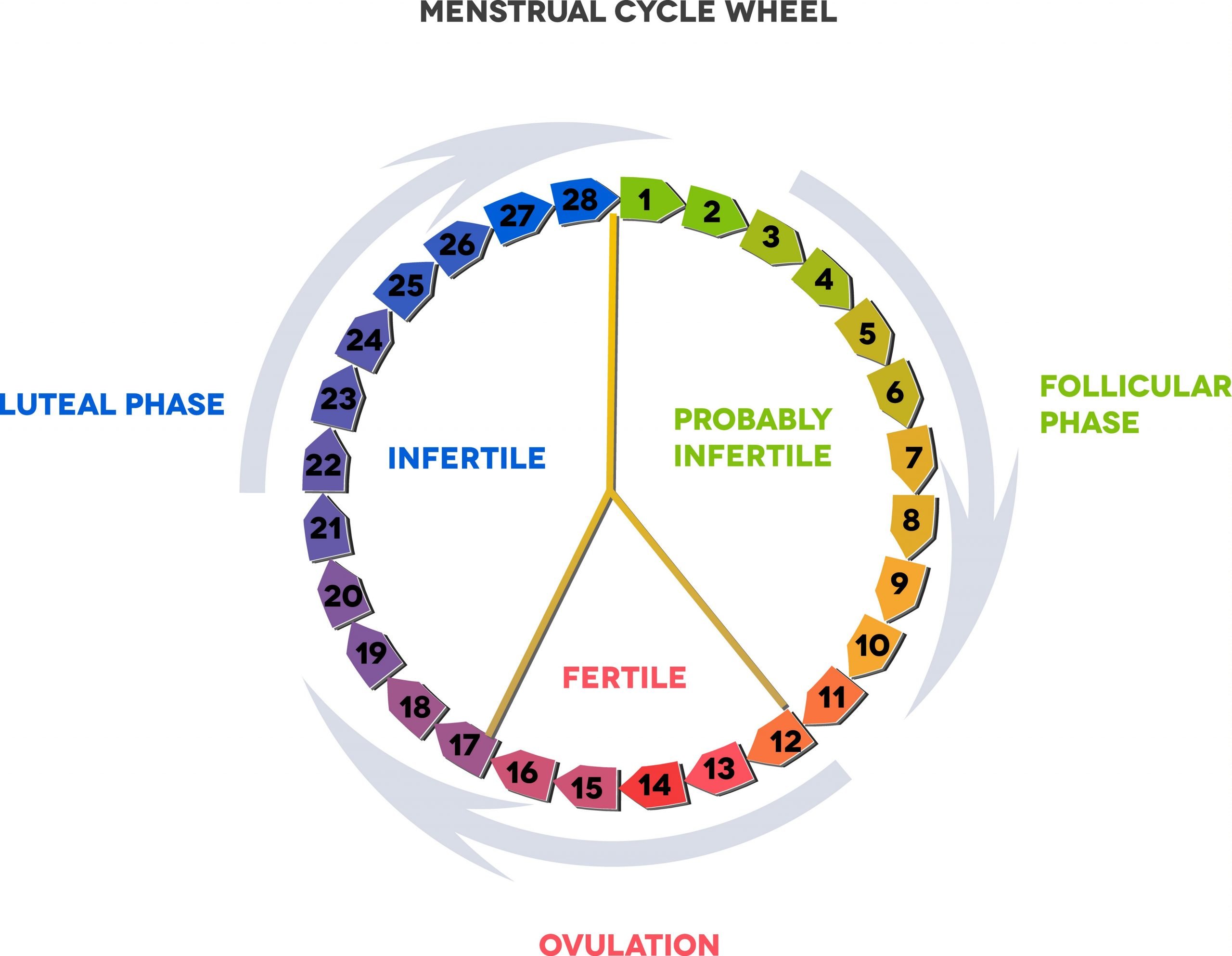 Ever Wondered How Many Months Do You Ovulate? Weve Got ...