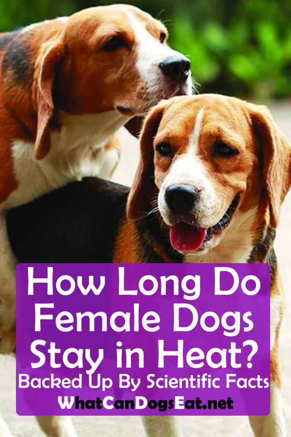 How Long Do Female Dogs Stay in Heat? Backed Up By ...