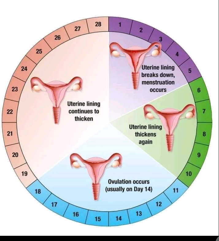 How To Calculate Your Ovulation Accurately, In Order To ...