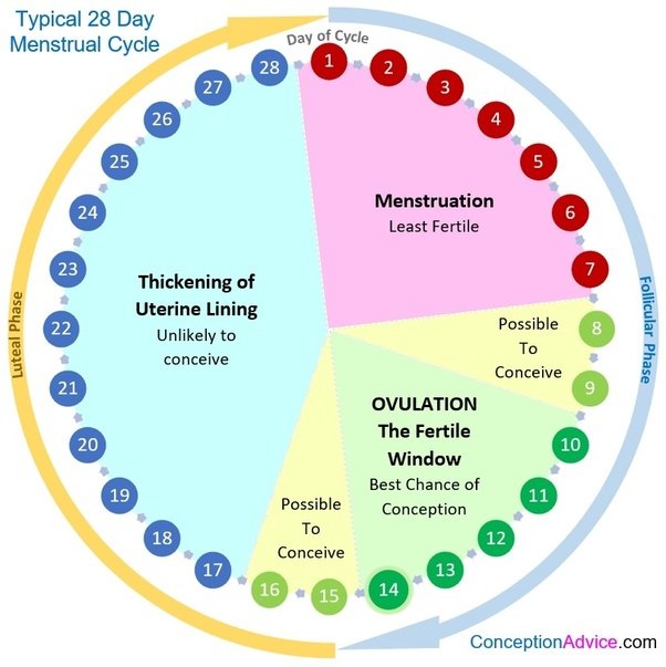 ovulation-calendar-excel-templates