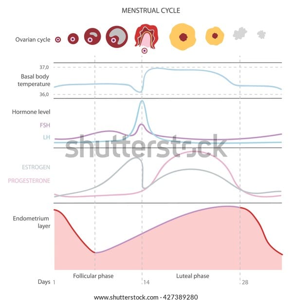 Menstrual Cycle Showing Changes Hormones Endometrial Stock Illustration ...