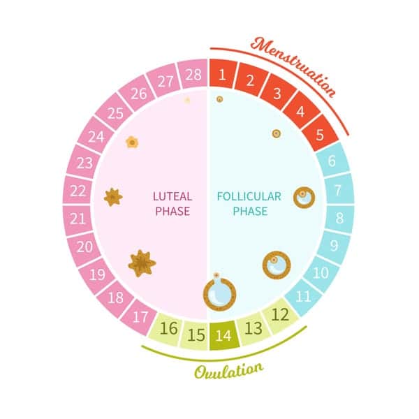 Menstrual Cycle: the 4 Phases and What Happens During Each
