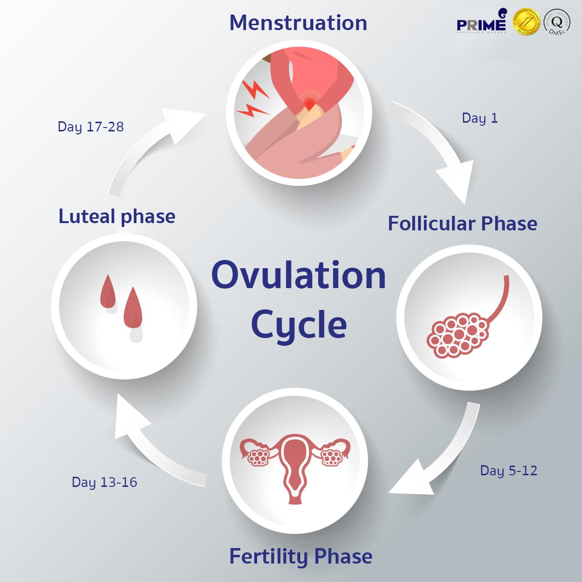 Ovulation Cycle