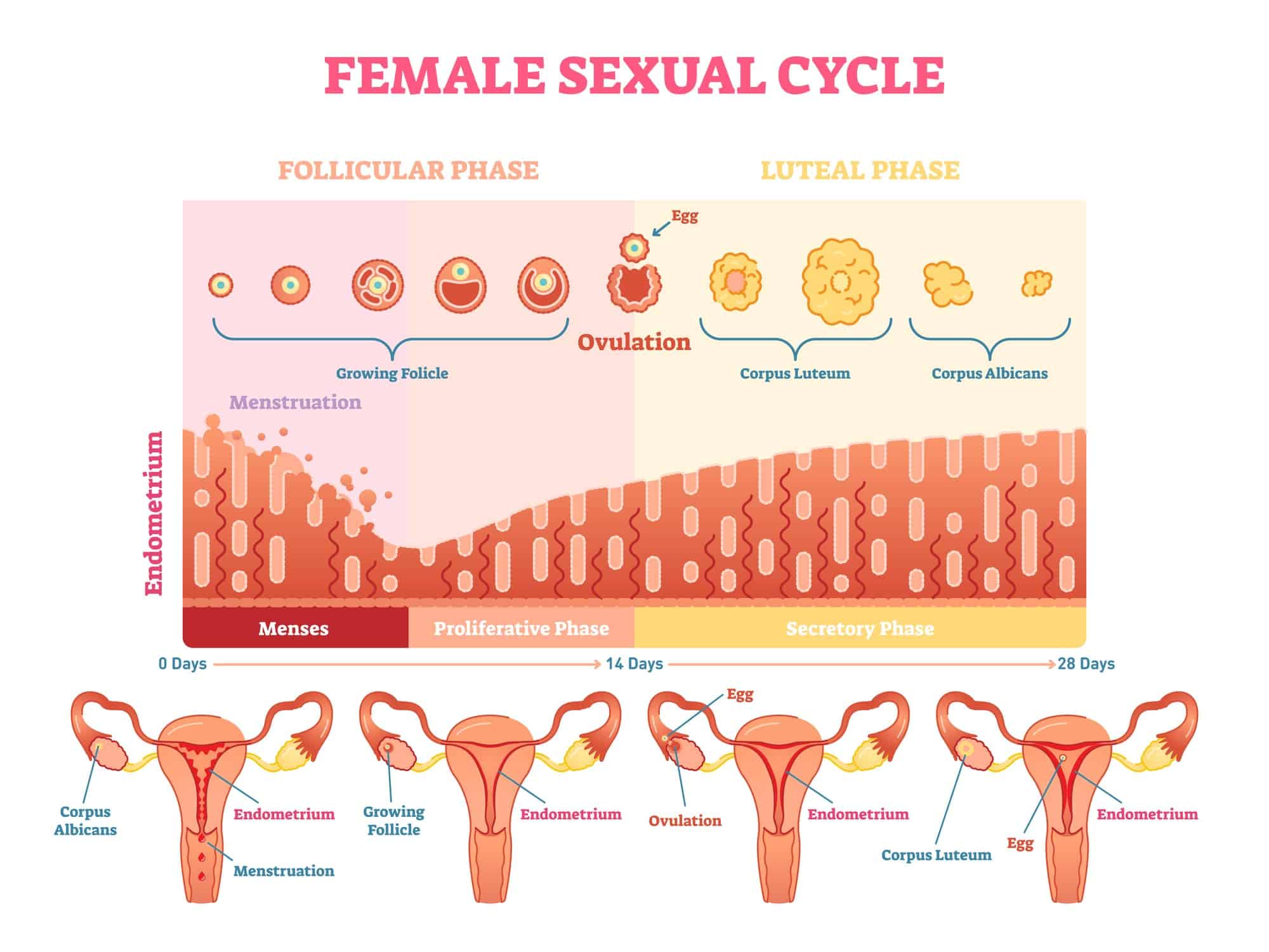 Peak Ovulation Day [How to Maximize Your Fertility ...