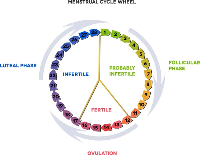 Tips For Regulating Your Ovulation Cycle