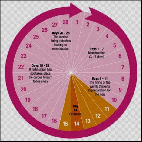 Tips to Calculate Your Ovulation Period Using Your Menstrual Cycle Tips ...