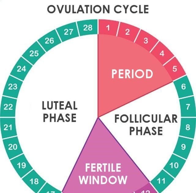 What Does It Mean If Your In Your Fertile Window