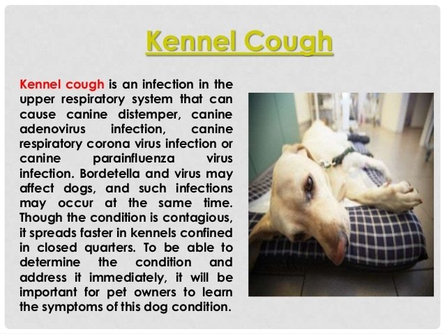 What is kennel cough