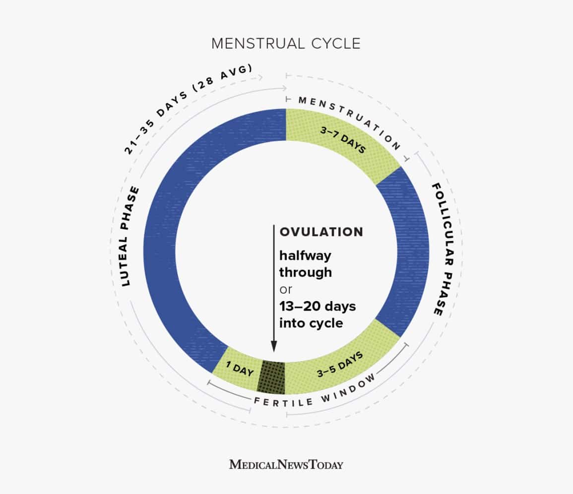When do you ovulate? Duration, symptoms, fertility, and more