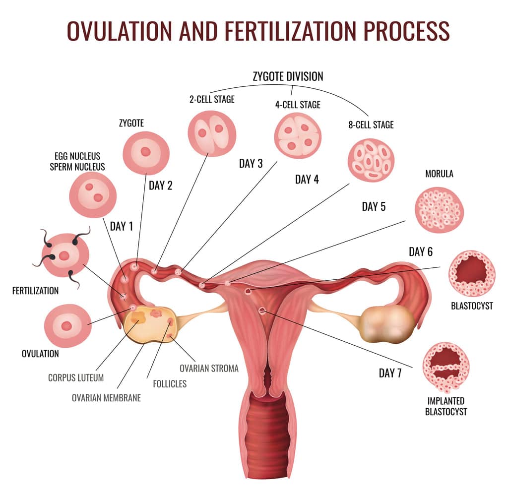 When Does Ovulation Occur? â Knix