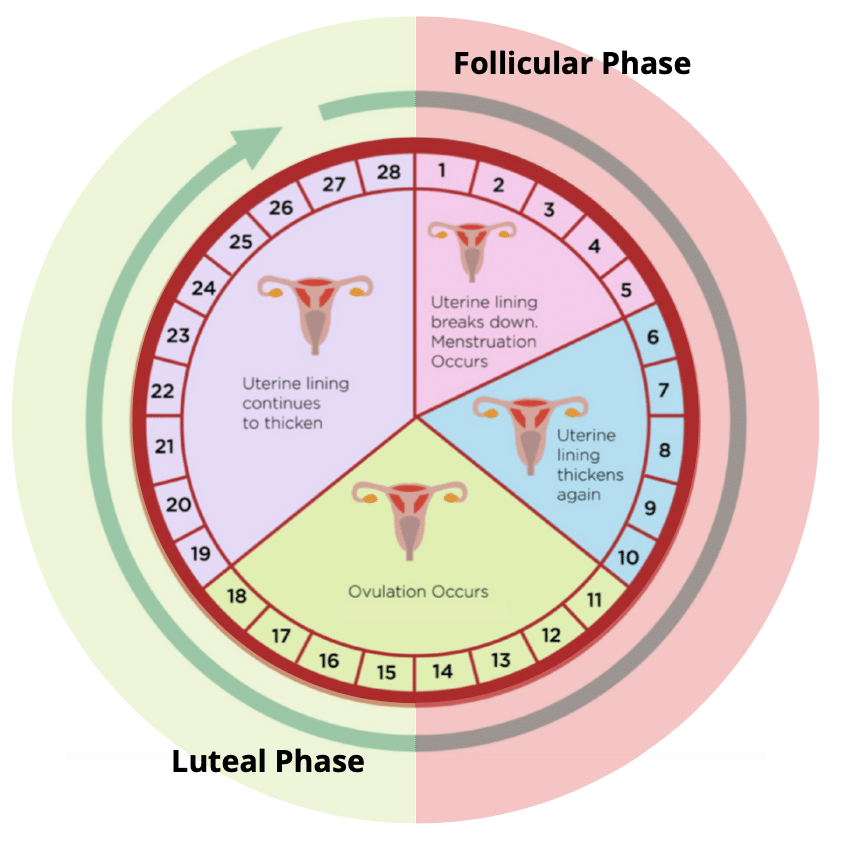 Your Cycle and the Fertility Window